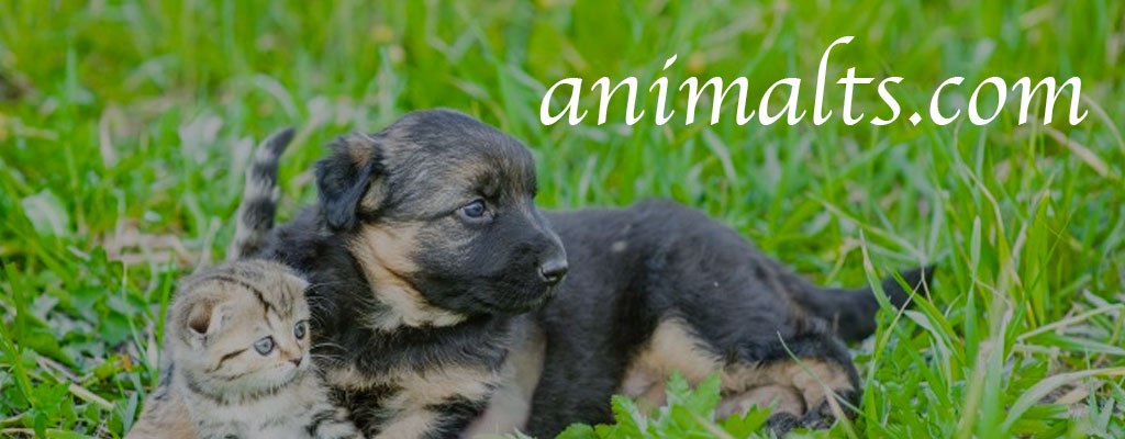 Animaux